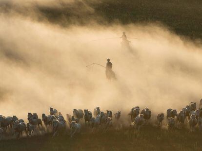 Caballos corren en las praderas de Ujimqin (China).