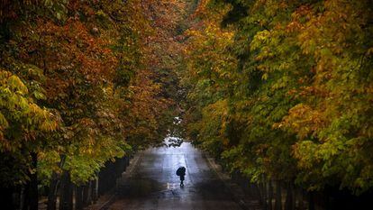 Una persona pasea bajo la lluvia en otoño.