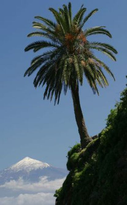Palmeral con el Teide (Tenerife) en el fondo.