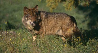 Un lobo ibérico.