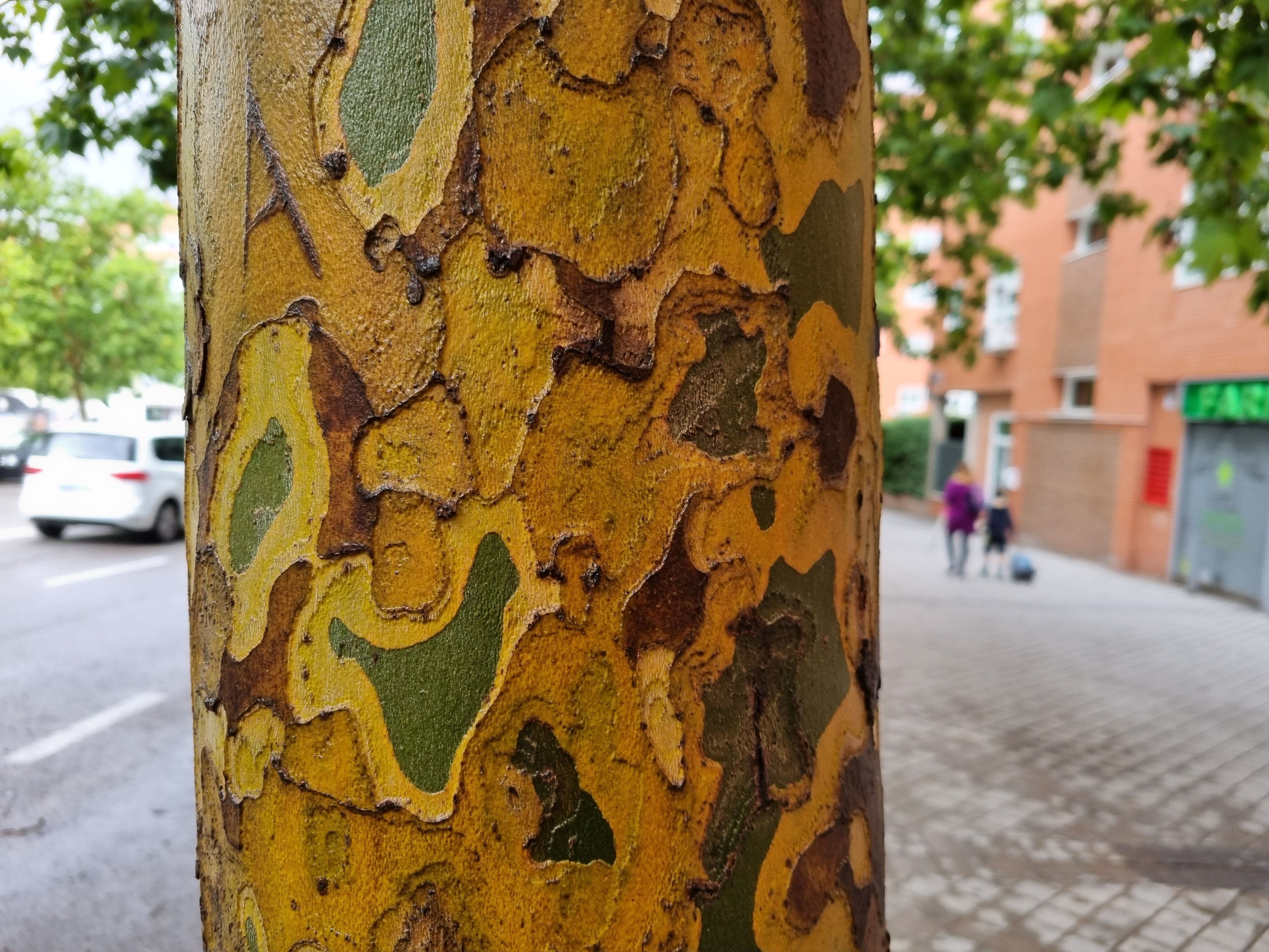 Corteza mojada de un plátano de sombra mostrando sus colores en una calle de Madrid.