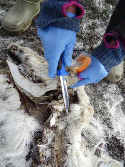 Uno de los investigadores del Instituto Polar de Noruega recoge muestras de uno de los renos fallecidos en las islas de Svalbard.