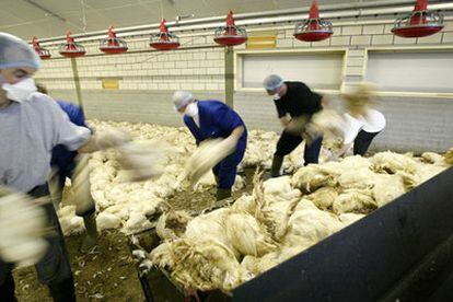 Una granja de Roermond (Holanda), afectada por la gripe del pollo en 2003.