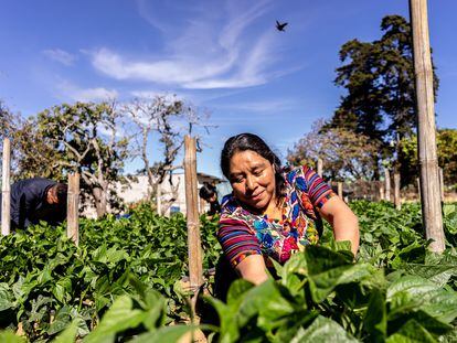 Una agricultura de la Cooperativa Cuatro Pinos, en Guatemala, que desde 2016 fomenta un programa de migración laboral temporal con EE UU.