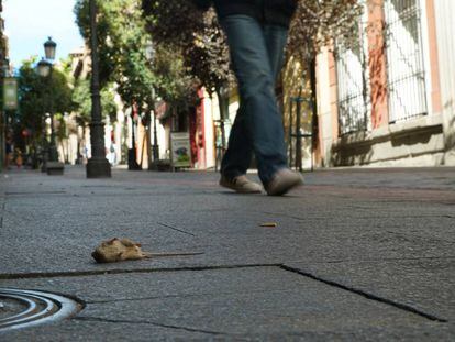 Un roedor muerto en la calle Huertas, en Madrid.