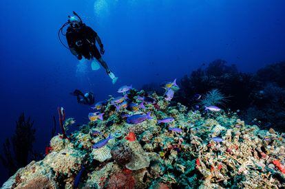 Dos buzos inspeccionan un arrecife de coral en las costas de las Islas Turneffe (Belice).