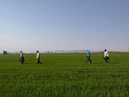 Cuatro cosechadores caminan por un campo de arroz en busca de malas hierbas en El Perellonet, Valencia, el 14 de julio de 2022.