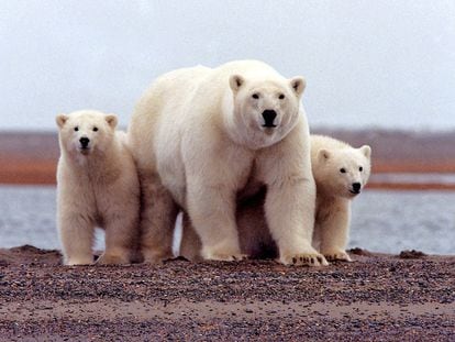 Una familia de osos polares en la costa del Refugio Nacional Ártico para la Vida Salvaje, en Alaska (EE. UU.)