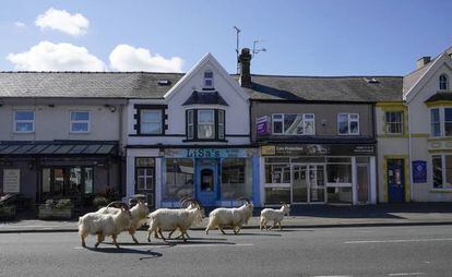 Cabras deambulando por las calles vacías de la localidad de LLandudno, al fondo de Gales (Reino Unido). 