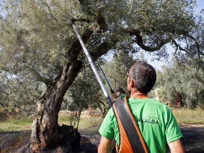 Un agricultor escoge olivas en una de las fincas que gestiona en El Perelló (Tarragona).