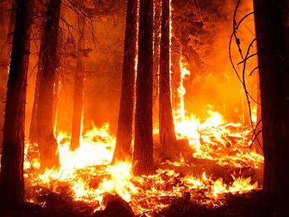Incendios forestales app
