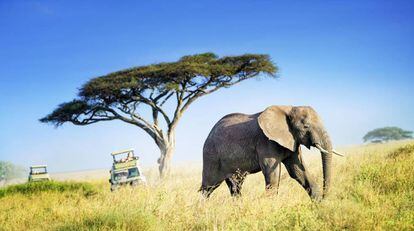 Safari fotográfico en el parque nacional del Serengueti, en Tanzania.