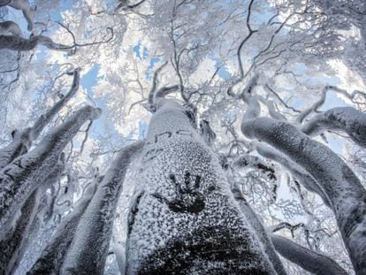 Bosque nevado en las montañas Taunus