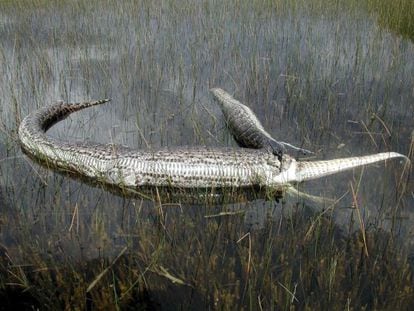 Disney World sabía que había caimanes antes de la muerte del niño | Mundo  animal | EL PAÍS