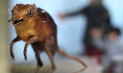 Una pequeña musaraña en la exposición Biodiversidad.