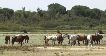 Una vista de las marismas de Do&ntilde;ana en el t&eacute;rmino municipal de Almonte.