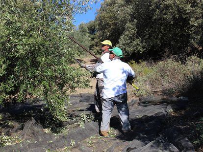 Recolección de olivas en Ventorros de San José, Granada, cerca de la Cooperativa de Cerro Gordo, para la empresa Deoleo.