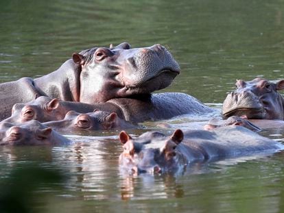 Los hipopótamos nadan en uno de los lagos cerca de la Hacienda Nápoles en Doradal (Colombia).