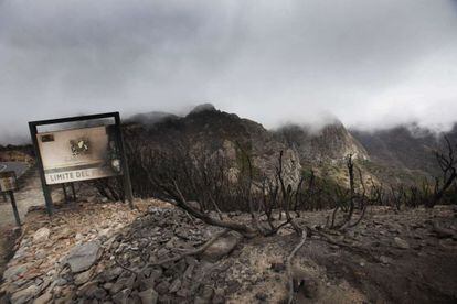 Desolador aspecto del Parque Nacional de Garajonay.