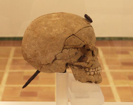 Un cráneo enclavado —práctica de los antiguos iberos— que se expone en Ullastret