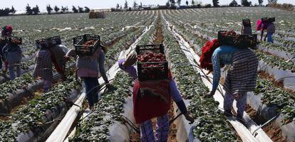 Varios trabajadores recogen fresas en una granja en la provincia de Kenitra (Marruecos).