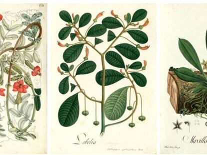 De izquierda a derecha, láminas de Mutis con dibujos de 'Mutisia Clematis', 'Lobelia (Centropogon ignoti-pictoris)' y 'Maxillaria'.