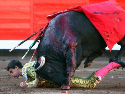 El toro coge a Jiménez Fortes.