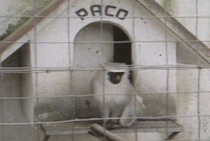 El mono <i>Paco</i> en un fotograma del documental, en su jaula de la Alameda de Redondela, antes de ser trasladado por Leri al zoo de Vigo.