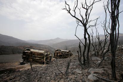 Árboles y vehículos quemados tras un incendio forestal en Bejaia (Argelia), este martes.