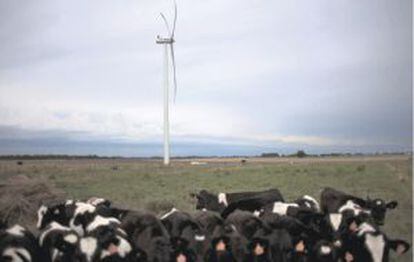 Un rebaño de vacas en un parque eólico a 50 kilómetros de Montevideo
