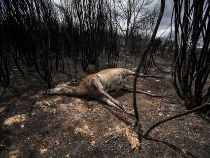 DVD 1112 (20 06 22). Zamora. Incendio forestal en La Sierra  de la Culebra. Cérvidos quemados en Villardeciervos .  © LUIS SEVILLANO 