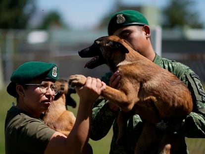 Un veterinario militar examina a un pastor belga después de una sesión de entrenamiento en San Miguel de los Jagüeyes, México, el 26 de septiembre 2023.
