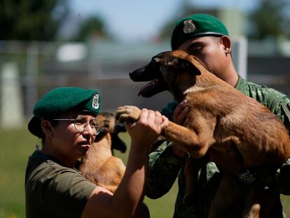 Un veterinario militar examina a un pastor belga después de una sesión de entrenamiento en San Miguel de los Jagüeyes, México, el 26 de septiembre 2023.