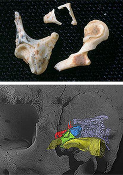 Ejemplares de los huesecillos del oído -yunque, estribo y martillo- de homínidos de la Sima de los Huesos (Atapuerca) y reconstrucción en un cráneo.