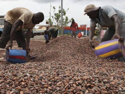 Trabajadores recogiendo granos de cacao en Duekoue (Costa de Marfil).