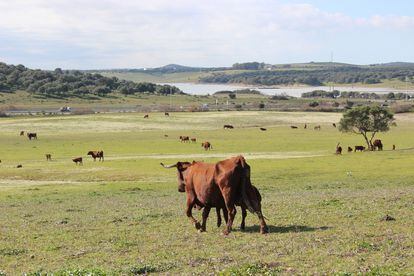Rebaño de vacas de un rancho de Andalucía.