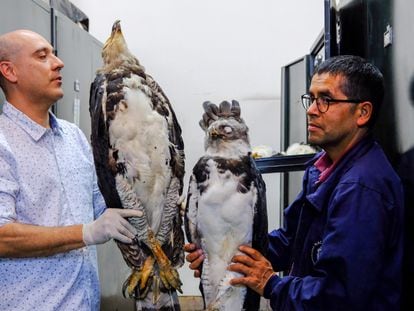 Investigadores del Instituto de Ciencias Naturales de la Universidad Nacional de Colombia muestran especímenes de aves que forman parte de la colección del lugar.