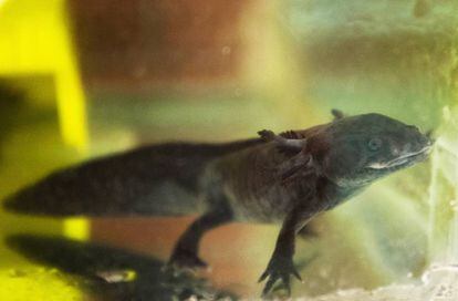 Un ajolote en el laboratorio de Restauración Ecológica de la UNAM.