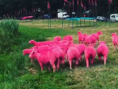 Ovejas teñidas de rosa para promocionar el festival Latitude.