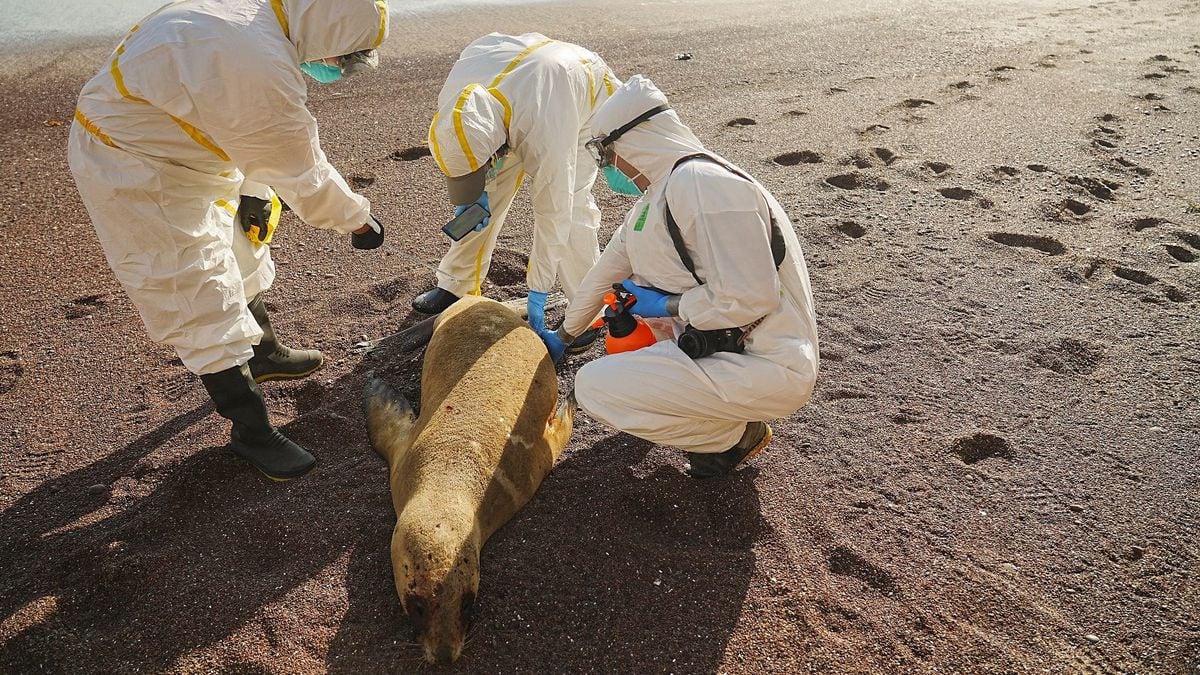 Alerta por la muerte masiva de lobos marinos por gripe aviar: comienza a  contagiarse entre mamíferos