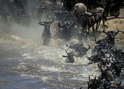Un grupo de ñúes  en el parque nacional de los Aberdare, de Kenia.
