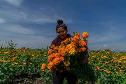 El 'boom' del cempasúchil: semillas extranjeras en las tumbas mexicanas |  EL PAÍS México