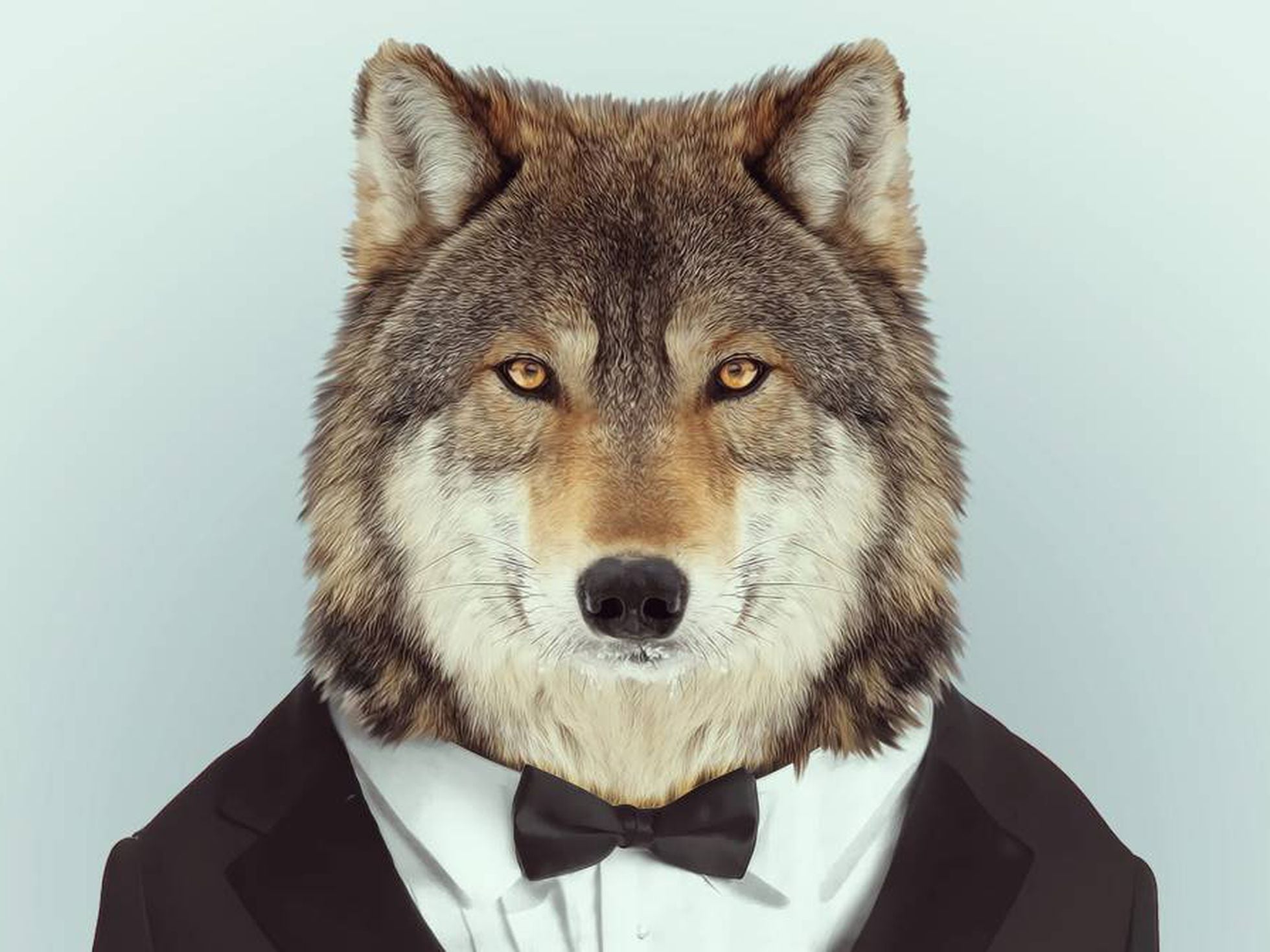 Lobos: Así es el verdadero macho alfa | Ciencia | EL PAÍS