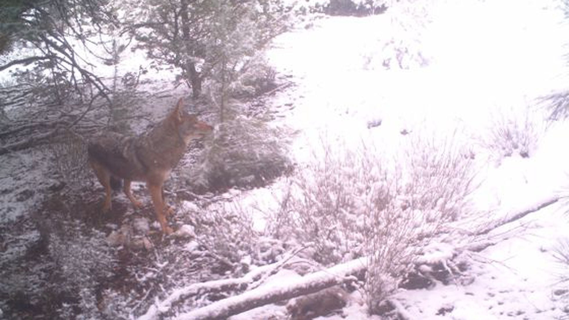 Investigadores españoles afirman que han hallado lobos en Marruecos |  Sociedad | EL PAÍS