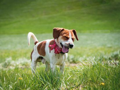 Cute Beagle looks like he may have spring allergies as he sneezes in the grass