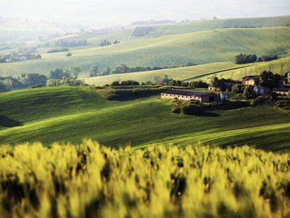 Colinas cerca de Serra de' Conti, provincia de Ancona, en la comarca italiana de Las Marcas.