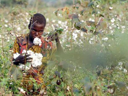 Un niño recoge algodón la semana pasada en una plantación al norte de Bouake, en Costa de Marfil.