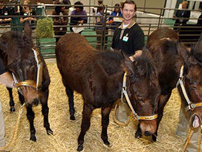 Las mulas clónicas, hermanas gemelas idénticas aunque nacidas de distintas madres.