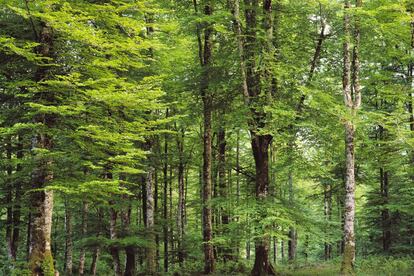 Las hayas y abetos han fecundado este bosque convirtiéndose en uno de los más preciados ejemplos de estas especies de Europa. A través de los senderos señalizados, a pie o en bicicleta, el viajero puede adentrarse entre los arroyos Urbeltza y Urtxuria y terminar observando el Irati. En otoño, los berreos del ciervo en celo resuenan entre la vegetación y en la ermita de la Virgen de las Nieves, nombre que ofrece una idea del paisaje durante el invierno. www.irati.org