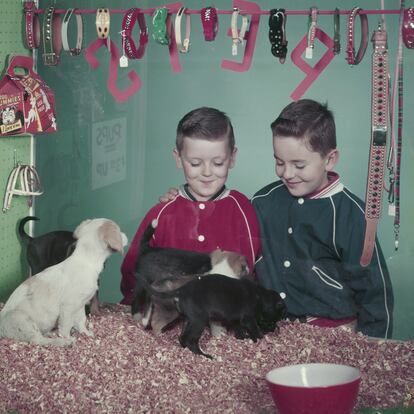 Dos chicos observan a los perros en venta en una tienda en el año 1957. Afortunadamente, la estampa de animales enjaulados y en venta está desapareciendo paulatinamente de las ciudades.